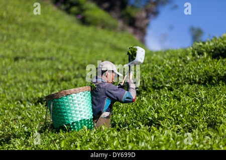 Man Ernte Tee (Camellia Sinensis) auf Tee-Plantage in der Nähe von Ciwidey, West-Java, Indonesien Stockfoto