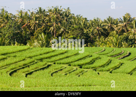 Reis-Feld und Palmen Bäume in der Nähe der Straße von Antosari nach Pupuan (Abschnitt zwischen Antosari und Belimbing), Bali, Indonesien Stockfoto