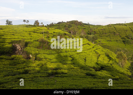 Reihen von (Camellia Sinensis) Teebüsche auf Tee-Plantage in der Nähe von Ciwidey, West-Java, Indonesien Stockfoto