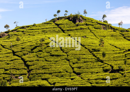 Reihen von (Camellia Sinensis) Teebüsche auf Tee-Plantage in der Nähe von Ciwidey, West-Java, Indonesien Stockfoto