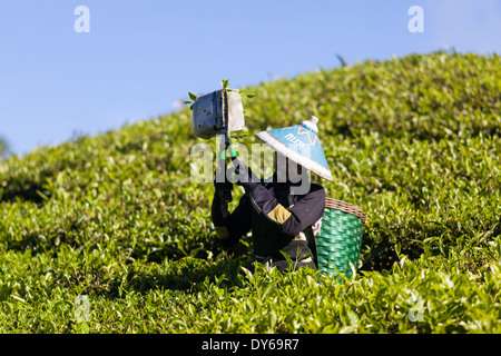 Frau, die Ernte Tee (Camellia Sinensis) auf Tee-Plantage in der Nähe von Ciwidey, West-Java, Indonesien Stockfoto