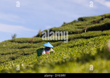 Frau, die Ernte Tee (Camellia Sinensis) auf Tee-Plantage in der Nähe von Ciwidey, West-Java, Indonesien Stockfoto