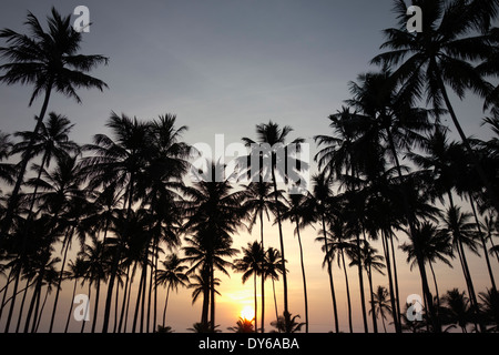 Sonnenaufgang über den Palmen am Wadduwa Hotel in Sri Lanka Stockfoto