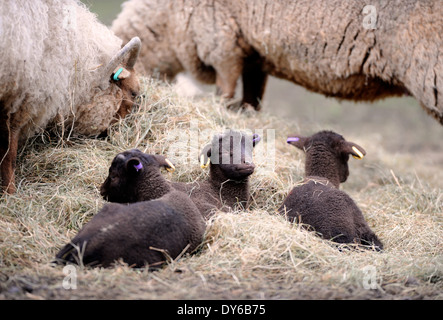 Eine Manx Loaghtan Herde Schafe mit ihren Lämmern Frühling Wiltshire UK Stockfoto