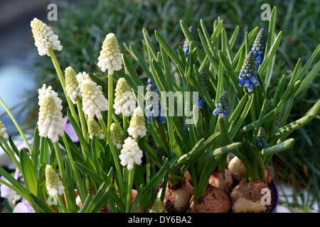 Berlin, Deutschland. 29. März 2014. Grape Hyacinth (Muscari) Blüte in Berlin, Deutschland, 29. März 2014. Foto: Jens Kalaene - Live News WIRE SERVICE/Dpa/Alamy Stockfoto