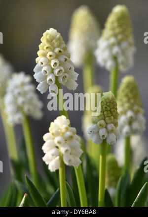 Berlin, Deutschland. 29. März 2014. Traubenhyazinthen (Muscari) Blüte in Berlin, Deutschland, 29. März 2014. Foto: Jens Kalaene - Live News WIRE SERVICE/Dpa/Alamy Stockfoto