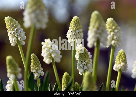 Berlin, Deutschland. 29. März 2014. Traubenhyazinthen (Muscari) Blüte in Berlin, Deutschland, 29. März 2014. Foto: Jens Kalaene - Live News WIRE SERVICE/Dpa/Alamy Stockfoto