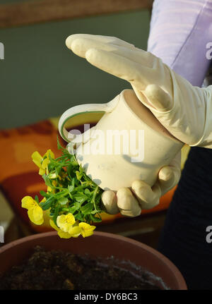 Berlin, Deutschland. 29. März 2014. Ein gehörnter Stiefmütterchen (Viola Cornuta) ist in Berlin, Deutschland, 29. März 2014 wieder aufgeforstet. Foto: Jens Kalaene - Live News WIRE SERVICE/Dpa/Alamy Stockfoto