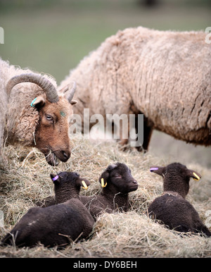 Eine Manx Loaghtan Herde Schafe mit ihren Lämmern Frühling Wiltshire UK Stockfoto