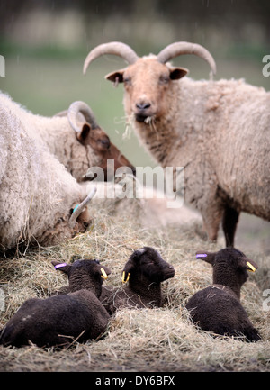 Eine Manx Loaghtan Herde Schafe mit ihren Lämmern Frühling Wiltshire UK Stockfoto