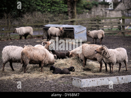 Eine Manx Loaghtan Herde Schafe mit ihren Lämmern Frühling Wiltshire UK Stockfoto