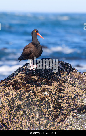 Schwarze Austernfischer (Haematopus Bachmani), Fogarty Creek State Park, Oregon Stockfoto