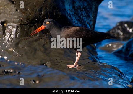 Schwarze Austernfischer (Haematopus Bachmani), Fogarty Creek State Park, Oregon Stockfoto