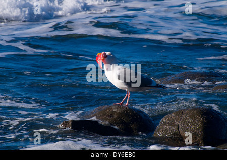 Möwe Essen Fischkiemen, Fogarty Creek State Park, Oregon Stockfoto