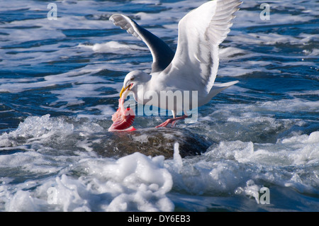 Möwe Essen Fischkiemen, Fogarty Creek State Park, Oregon Stockfoto