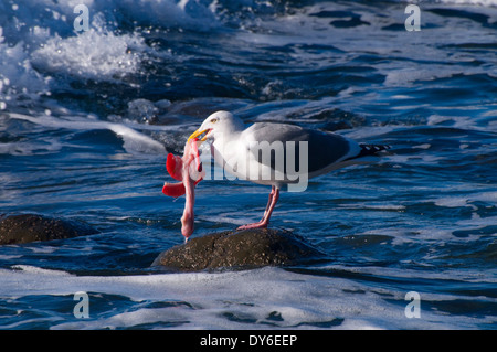 Möwe Essen Fischkiemen, Fogarty Creek State Park, Oregon Stockfoto