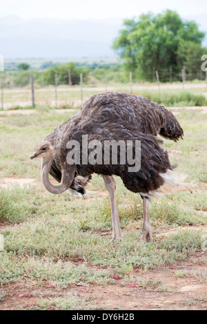 Weibliche Strauß auf einer Farm in Oudtshoorn in der Karoo in Südafrika Stockfoto