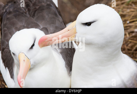 Ein paar Black-Browed Albatross Balzverhalten, ihre paar Bond auf Westpoint Island, Falkland zu verstärken. Stockfoto