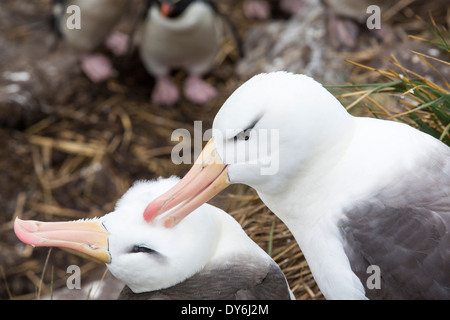 Ein paar Black-Browed Albatross Balzverhalten, ihre paar Bond auf Westpoint Island, Falkland zu verstärken. Stockfoto