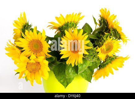 bunte frische Sonnenblumen auf weißem Hintergrund Stockfoto