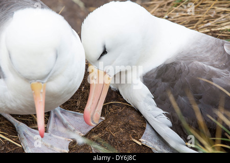 Eine gemischte Black-Browed Albatross (Thalassarche Melanophris) und Verschachtelung Kolonie Rockhopper Penguins (Eudyptes Chrysocome) Stockfoto