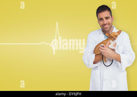 Zusammengesetztes Bild von Tierarzt Holding chihuahua Stockfoto
