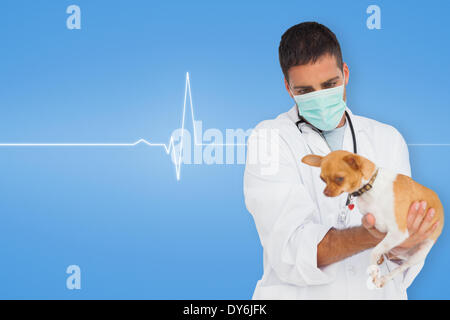 Zusammengesetztes Bild von Tierarzt Holding chihuahua Stockfoto
