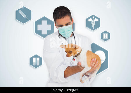 Zusammengesetztes Bild von Tierarzt Holding chihuahua Stockfoto