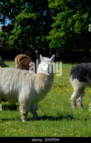 Alpakas auf einem Bauernhof mit Alpaka in Sussex, England, Großbritannien Stockfoto