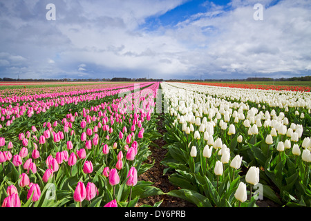 Weiß-rosa Tulpen auf einem Feld Stockfoto