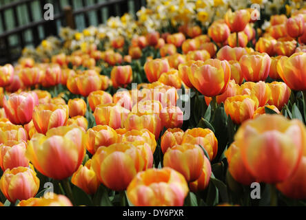 Istanbul, Türkei. 8. April 2014. Tulpen sind in Istanbul, Türkei, 8. April 2014 gesehen. Die jährliche internationale Istanbul Tulip Festival nahm findet vom 6. bis 30. April, mit 20 Millionen Tulpen in Istanbuls Parks gepflanzt. Tulip ist die nationale Blume der Türkei. Bildnachweis: Lu Zhe/Xinhua/Alamy Live-Nachrichten Stockfoto