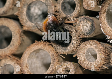 Mason Bee / Bauerbiene / Europäische Obstplantage Biene Osmia cornuta - voller Pollen und Nektar - nisten im hohlen Stamm im Insektenhotel für einsame Bienen Stockfoto