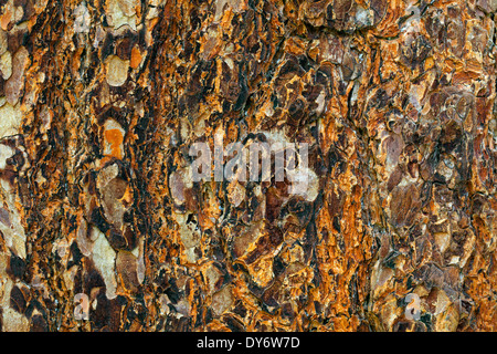 Zirbe / Schweizer Stein Kiefer / Arolla-Kiefer (Pinus Cembra), Nahaufnahme von Baumrinde Stockfoto