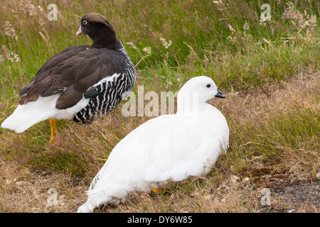 Ein paar Kelp Gans, Chloephaga Hybrida Gypsy Cove in der Nähe von Port Stanley auf den Falklandinseln, aus Argentinien, Südamerika. Stockfoto