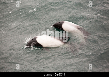 Commerson Delfine auf einem Boot vor den Falkland-Inseln. Stockfoto