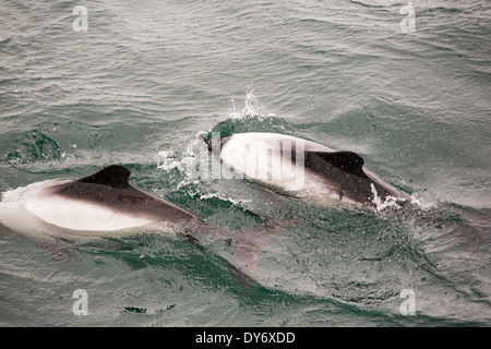 Commerson Delfine auf einem Boot vor den Falkland-Inseln. Stockfoto