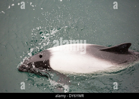 Commerson Delfine auf einem Boot vor den Falkland-Inseln. Stockfoto