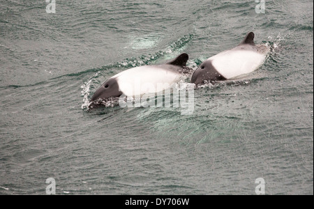 Commerson Delfine auf einem Boot vor den Falkland-Inseln. Stockfoto