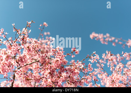 Aus nächster Nähe sehen Sie wunderschöne Frühlingskirschblüten in voller Blüte, deren zarte rosa Blütenblätter sich in einem klaren blauen Himmel abheben. Das Bild nutzt eine geringe Schärfentiefe und einen selektiven Fokus, um die komplizierten Details der Blumen hervorzuheben und einen weichen, traumhaften Hintergrund zu schaffen. Stockfoto