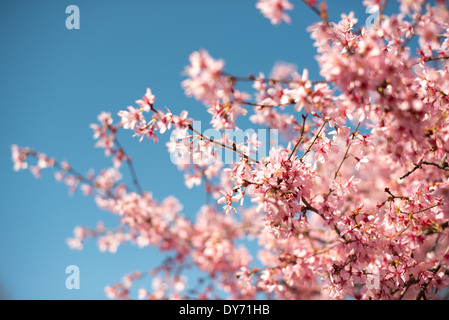 Cherry Blossoms in Washington DC | WASHINGTON D.C., Vereinigte Staaten – im Tidal Basin, wo die blühenden Bäume das Herzstück des National Cherry Blossom Festivals bilden, drängen sich rosafarbene Kirschblüten vor einem klaren Himmel. Die dominante Sorte Yoshino produziert einzelne weiß- bis blassrosa Blüten und ist auf ein Geschenk von 1912 3.020 Bäumen aus Tokio zurückzuführen. Die Blüte, wenn 70 Prozent der Yoshino-Blüten geöffnet sind, fällt normalerweise zwischen Ende März und Anfang April. Stockfoto