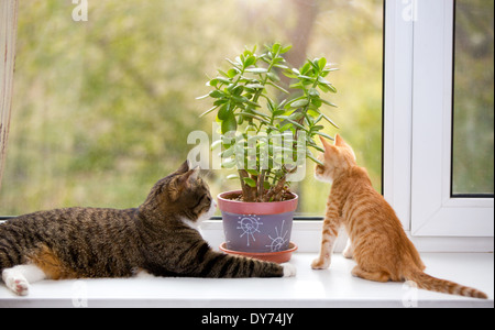 Große und kleine Katze auf der Fensterbank Stockfoto