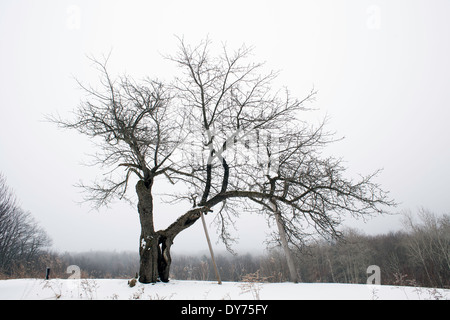 Einsamer Apfelbaum stehen an der Spitze eines Hügels in der Mitte des Winters in Austerlitz, New York. Stockfoto