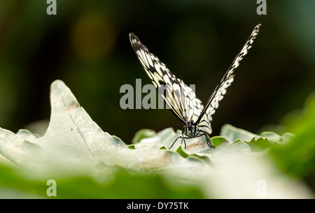 Malabar Baumnymphe Schmetterling auf einem schmutzigen Blatt Fütterung. Vorderansicht und Hintergrundbeleuchtung Stockfoto