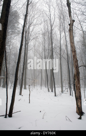 Nebel Nebel steigt auf einen Stand von Bäumen in der Mitte des Winters in Austerlitz, New York. Stockfoto