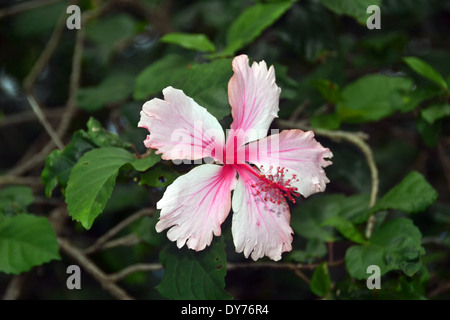 Hibiskusblüten, Hibiscus SP., Koko Crater Botanischer Garten, Oahu, Hawaii, USA Stockfoto