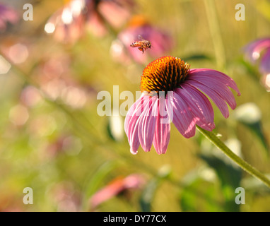 Biene, die Landung auf eine lila Blume Echinacea bei Sonnenuntergang. Geringe Schärfentiefe mit Bokeh im Hintergrund Stockfoto