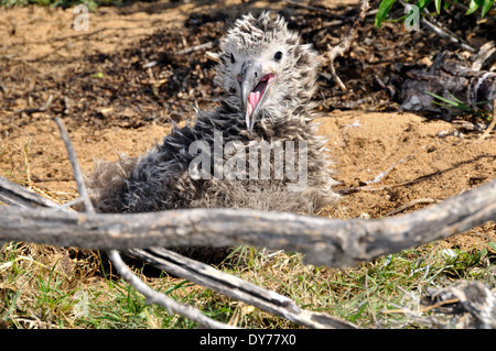 Laysan Albatros Küken, Phoebastria Immutabilis, Kaena Point, Oahu, Hawaii, USA Stockfoto