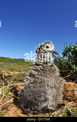 Laysan Albatros Küken, Phoebastria Immutabilis, Kaena Point, Oahu, Hawaii, USA Stockfoto