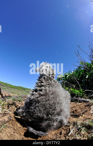 Laysan Albatros Küken, Phoebastria Immutabilis, Kaena Point, Oahu, Hawaii, USA Stockfoto