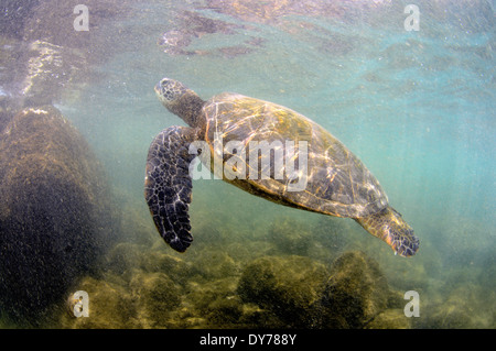 Grüne Meeresschildkröte, Chelonia Mydas, nach Atem, North Shore, Oahu, Hawaii, USA Stockfoto